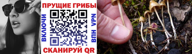 хочу   Орск  Галлюциногенные грибы Magic Shrooms 