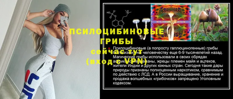 Галлюциногенные грибы Psilocybine cubensis  Орск 